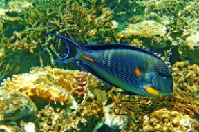 九游官网入口活动-非遗、熊猫、古蜀文化……成都世运太有料了！，成都 世大运